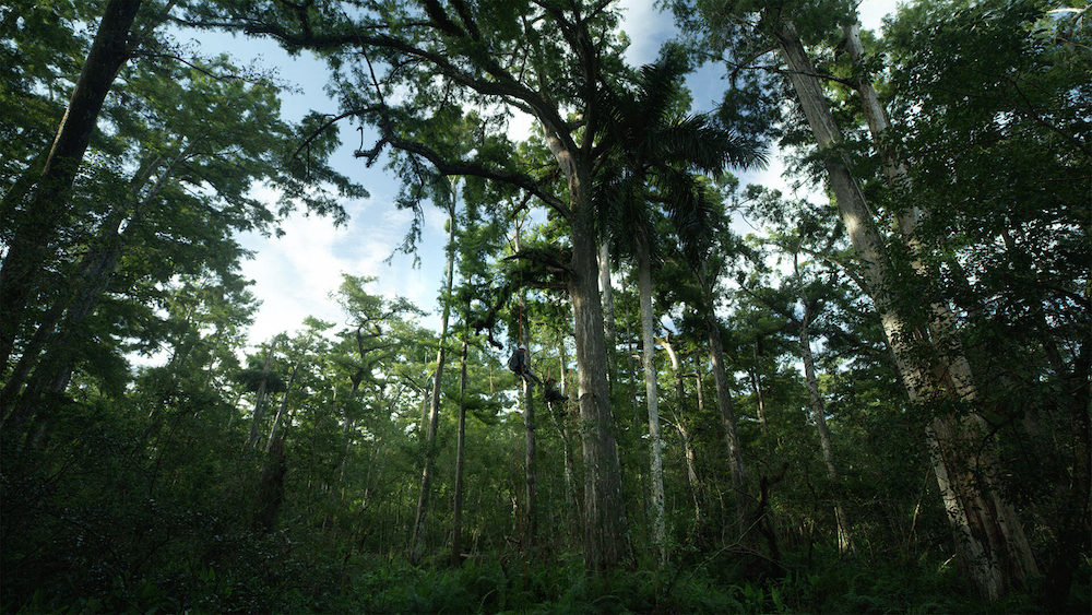 Chasing Ghosts - A New Discovery That Upends What We Thought We Know About Ghost Orchids Florida Wetlands