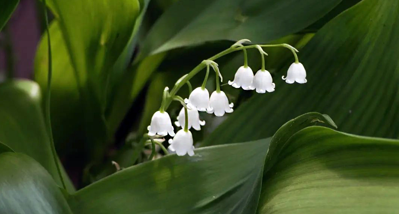 lily of the valley desktop wallpaper