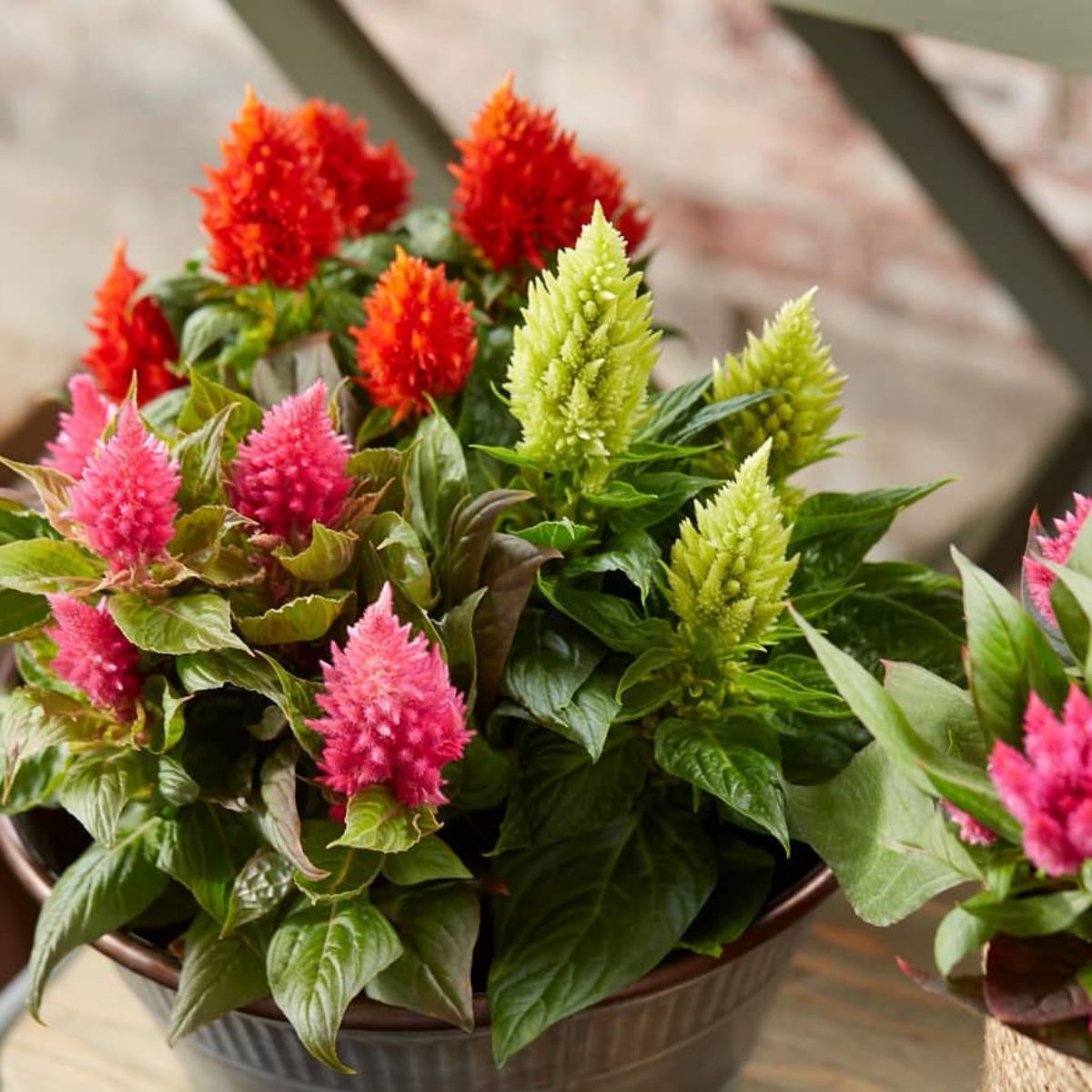 Celosia Kelos - A Full-on Splash of Feathery Colors