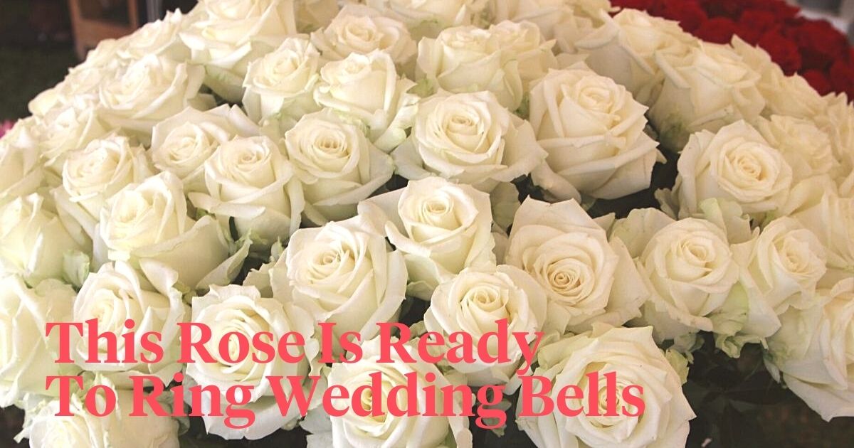 Rose nova vita is ready to ring wedding bells header