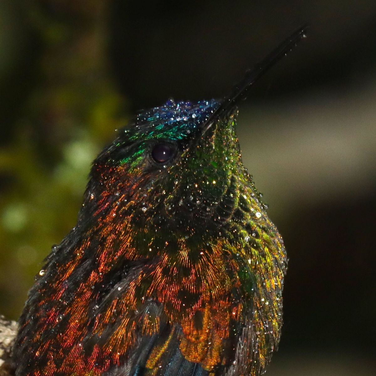 Closeup of woodnymph hummingbird shot by Christian Spencer