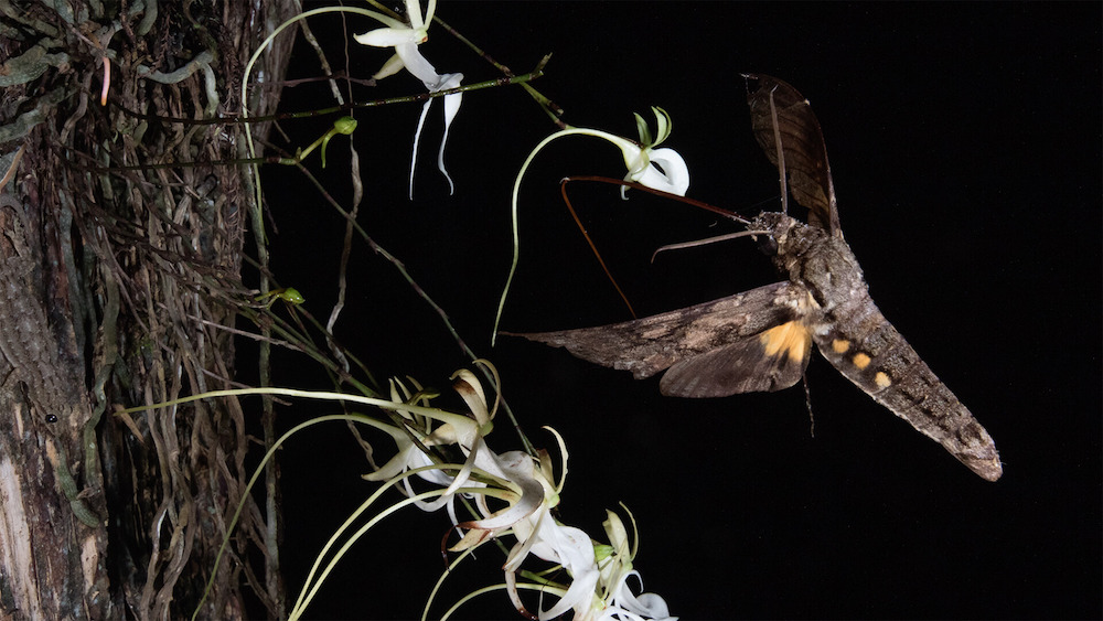Chasing Ghosts - A New Discovery That Upends What We Thought We Know About Ghost Orchids Sphinx Moth