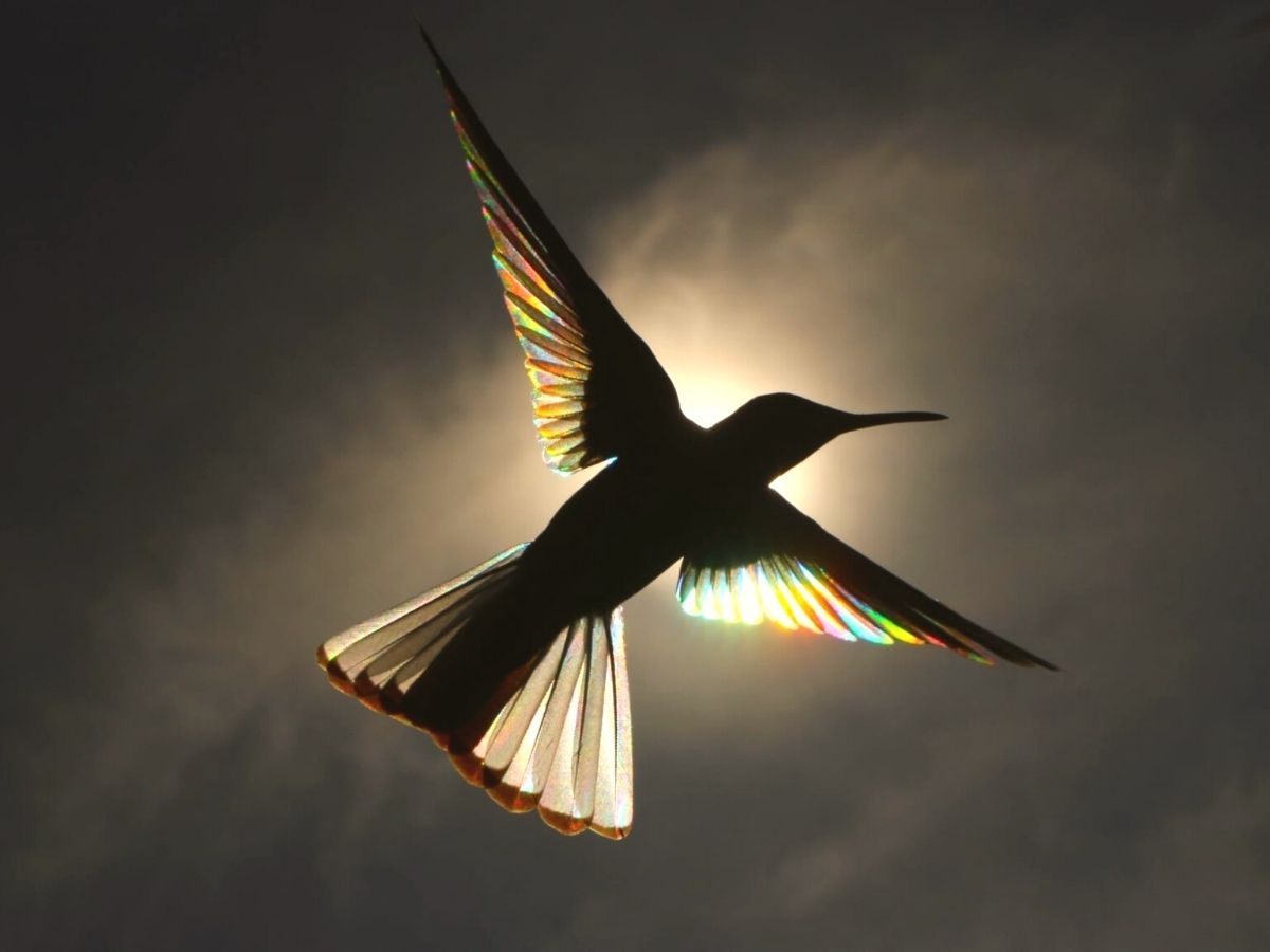 Hummingbird flying with sunlight going through