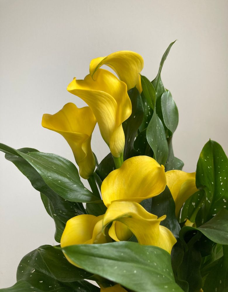 The Yellow Calla Close Up