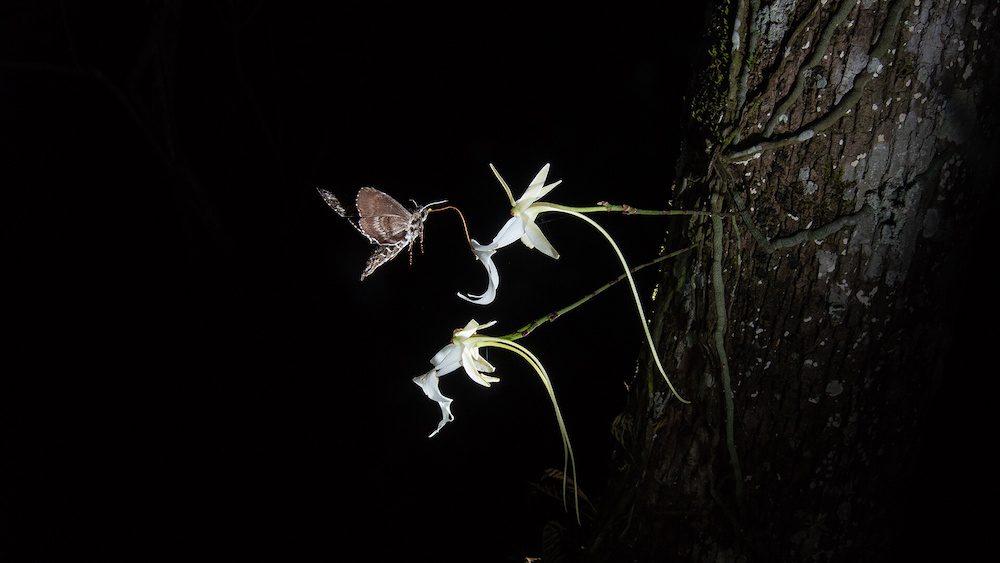 Chasing Ghosts - A New Discovery That Upends What We Thought We Know About Ghost Orchids Sphinx Moth