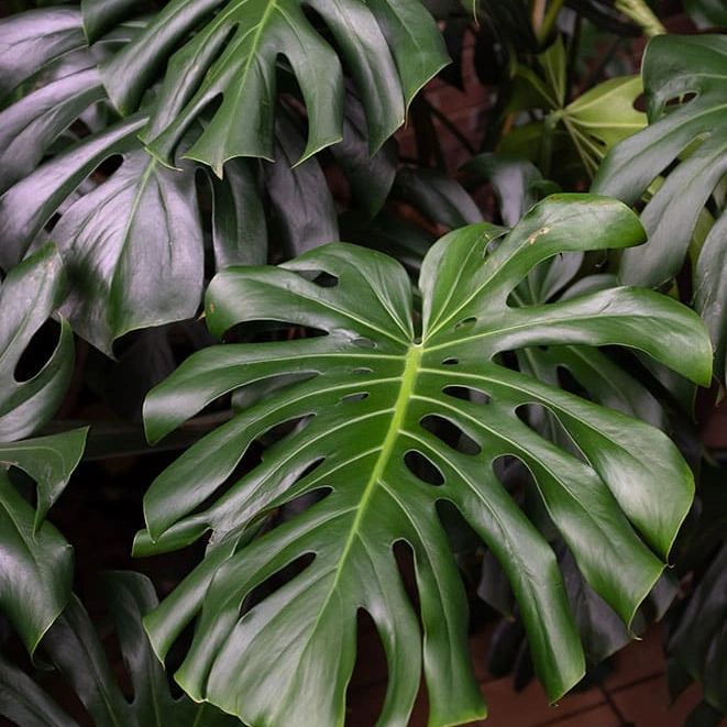 Epipremnum Pinnatum Aurea Matured form(Split leaves/Fenestration/variegated  /live plant)