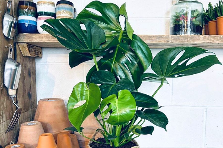 Monstera Deliciosa Tauerii