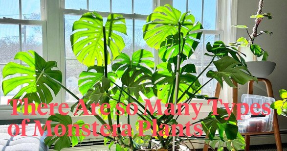 Types of Monstera Varieties - A Complete List
