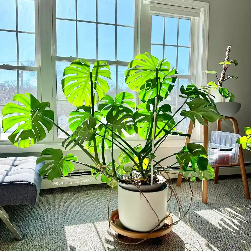 Types of Monstera Plants featured