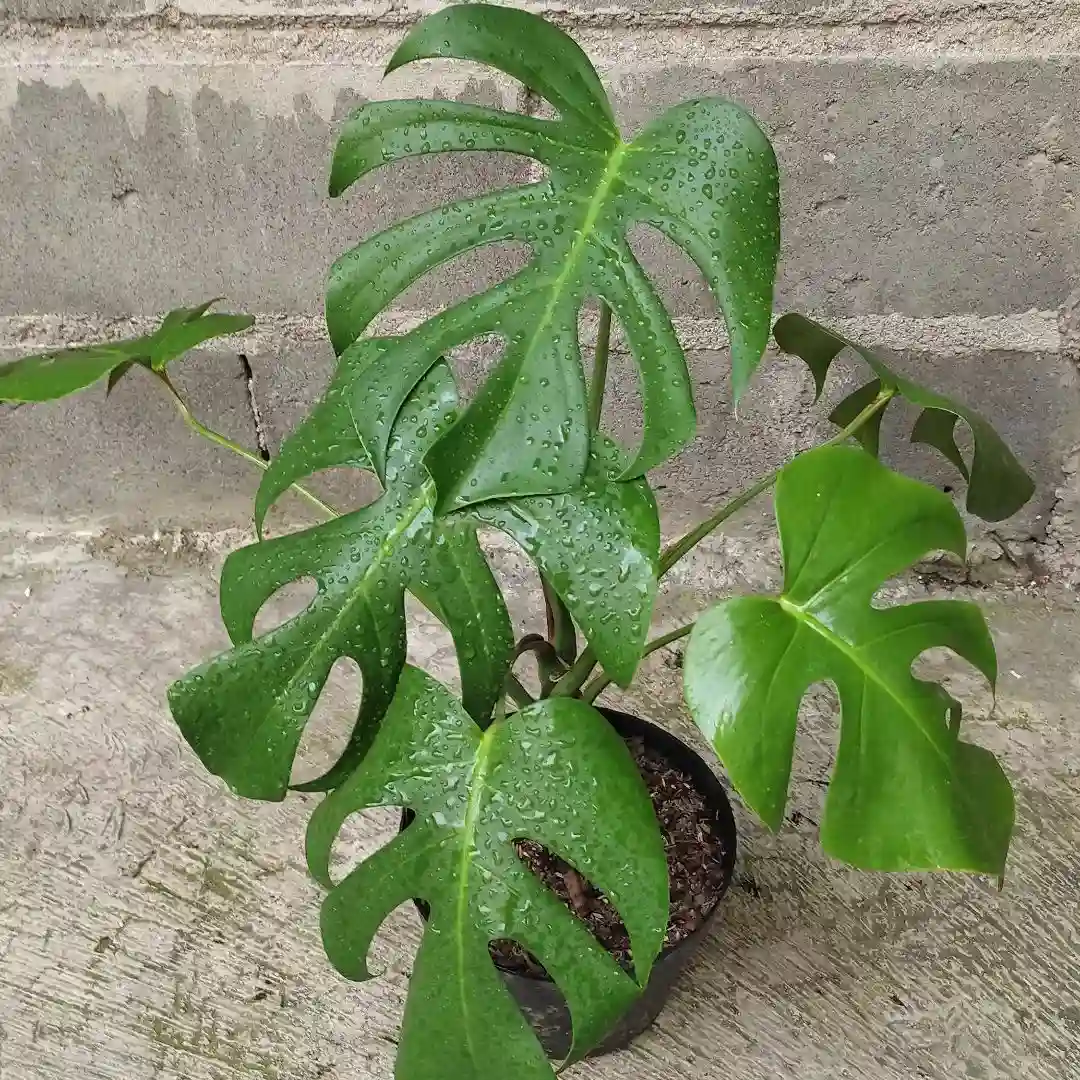 Monstera varieties - Monstera Borsigiana