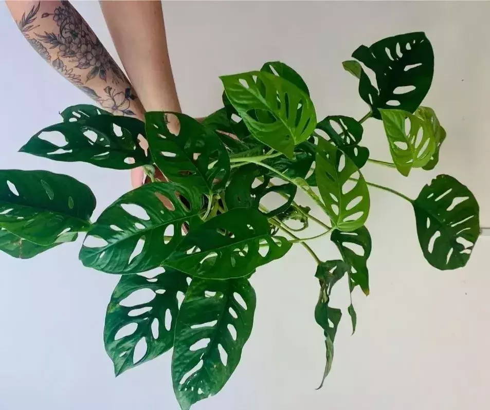 Monstera Varieties - Monstera Adansonii