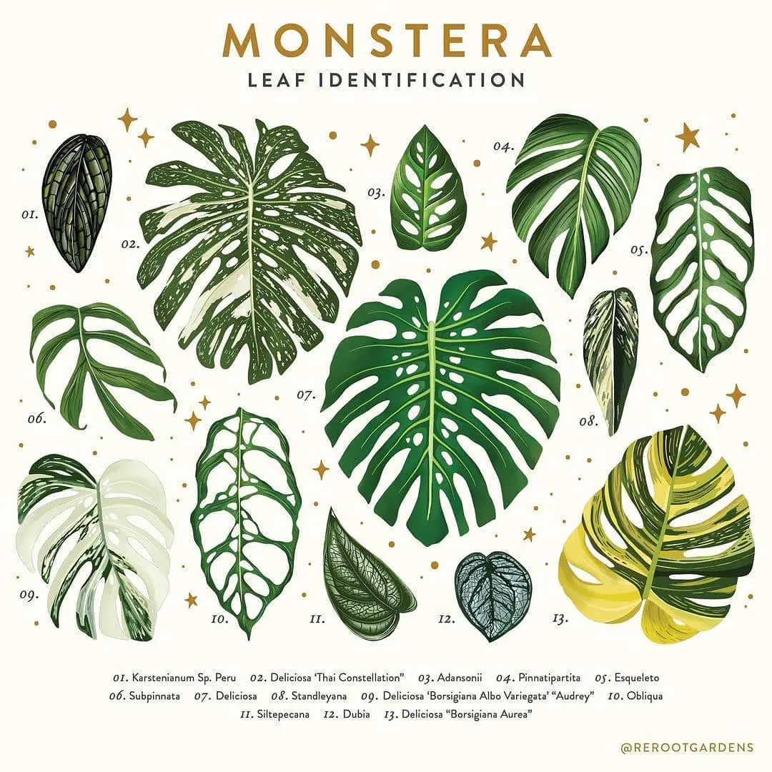 Monstera types