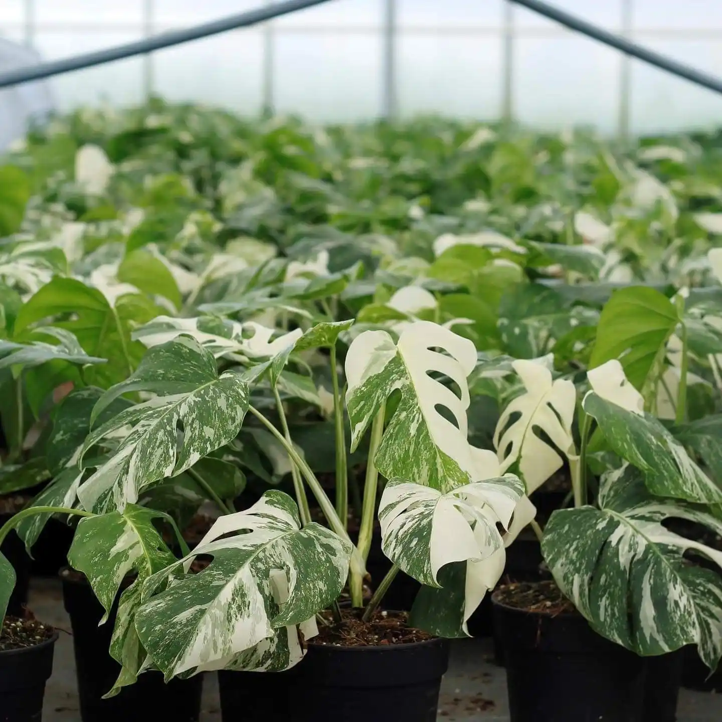 Monstera type Albo Variegata