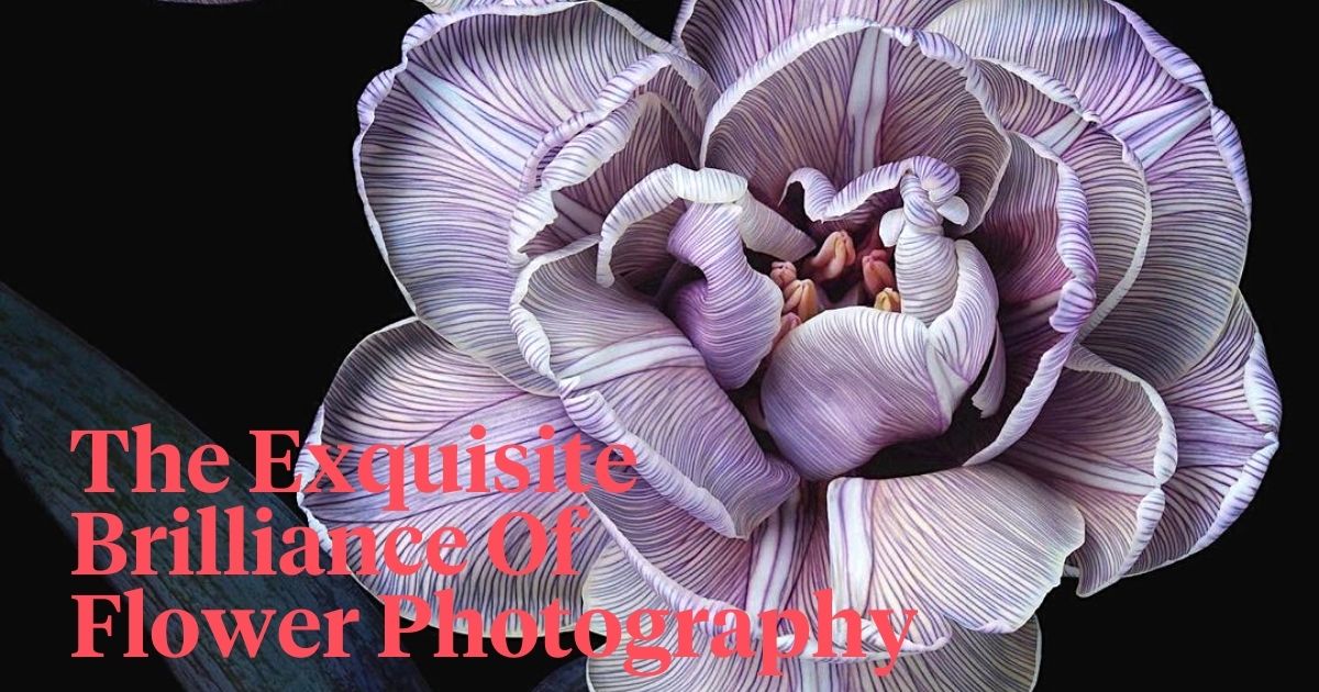 Exquisite brilliance of flower photography by Debi Shapiro header