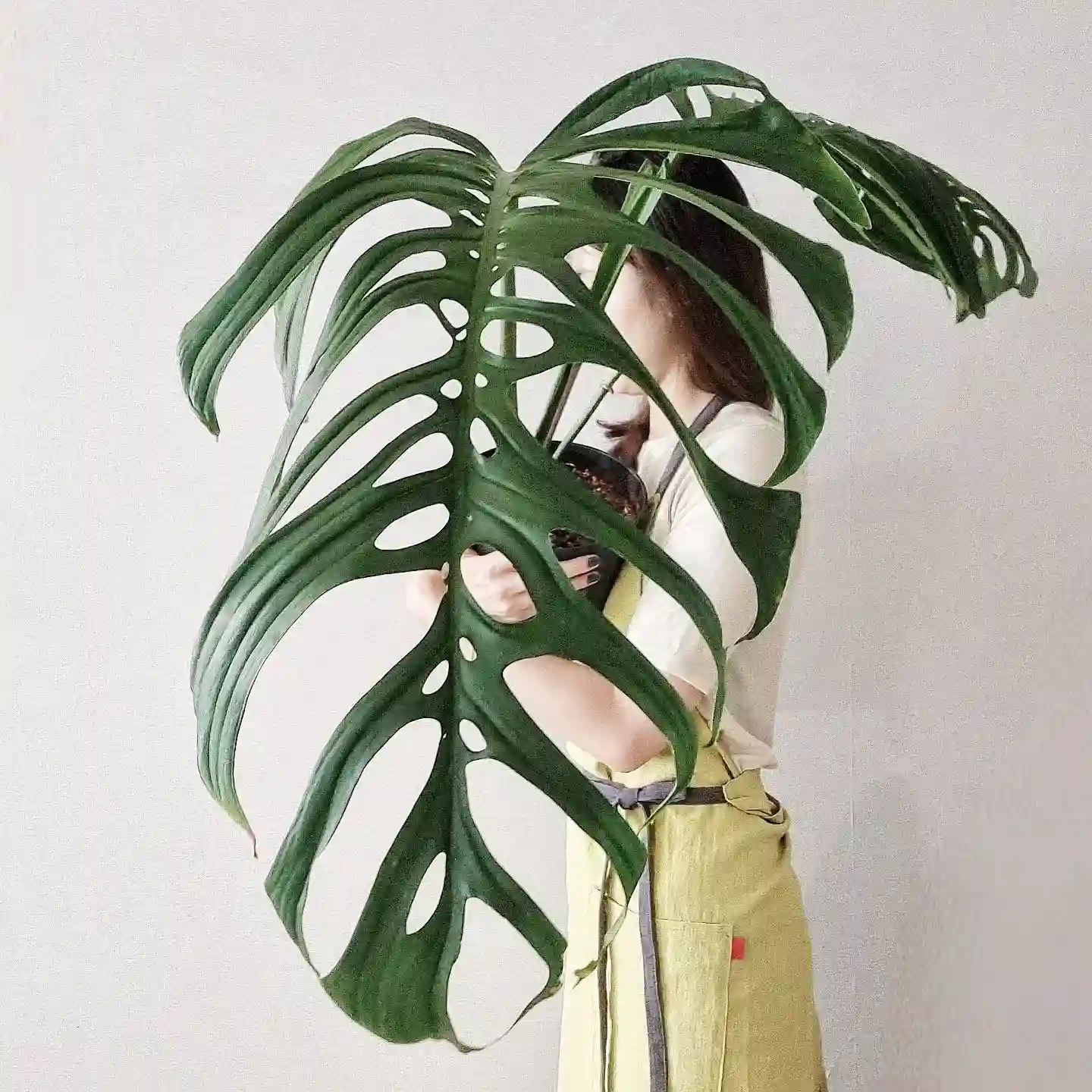 Monstera varieties - Monstera Esqueleto