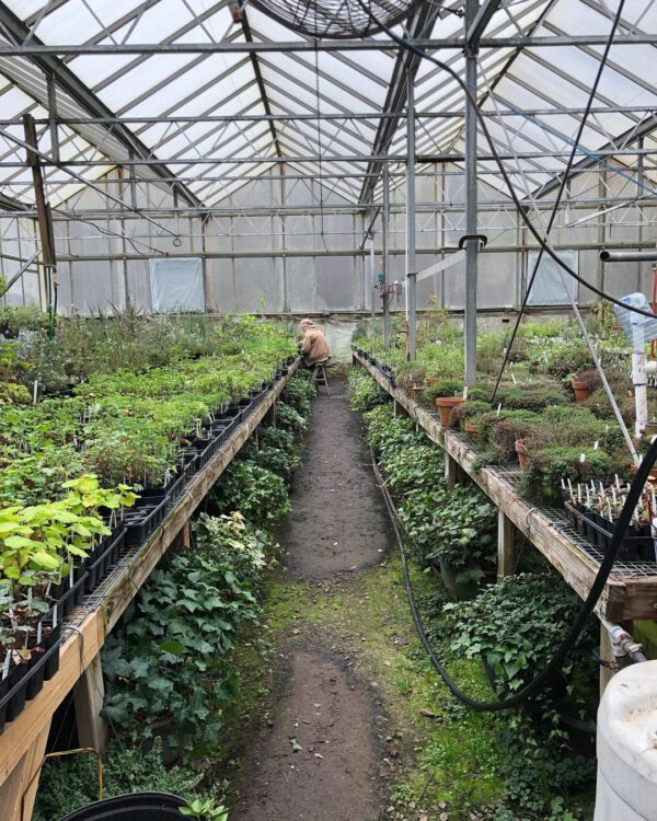 Meet a Grower - Drew Groezinger From Clara Joyce Flowers Greenhouse