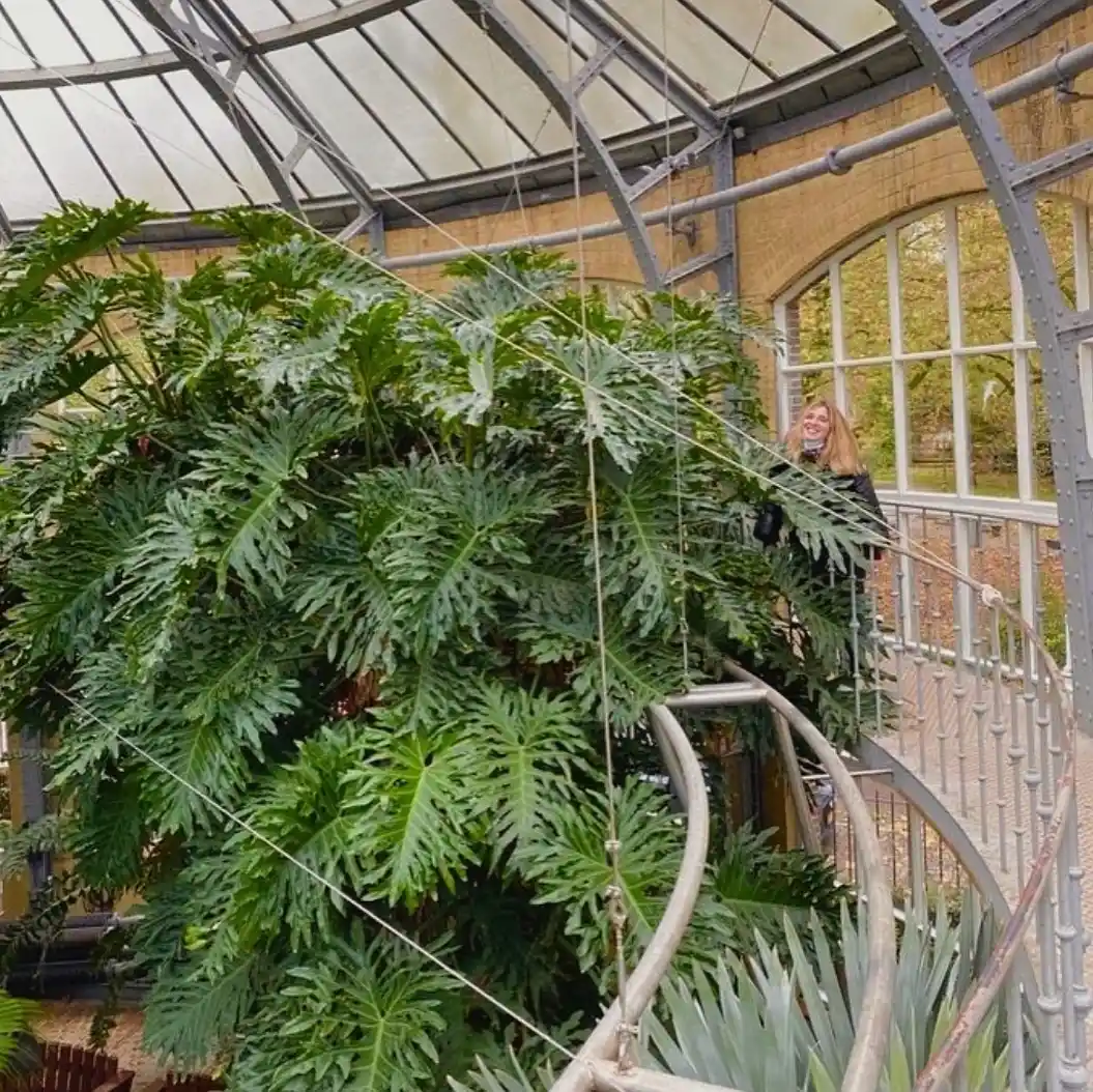 Philodendron Bipinnatifidum in botanical garden