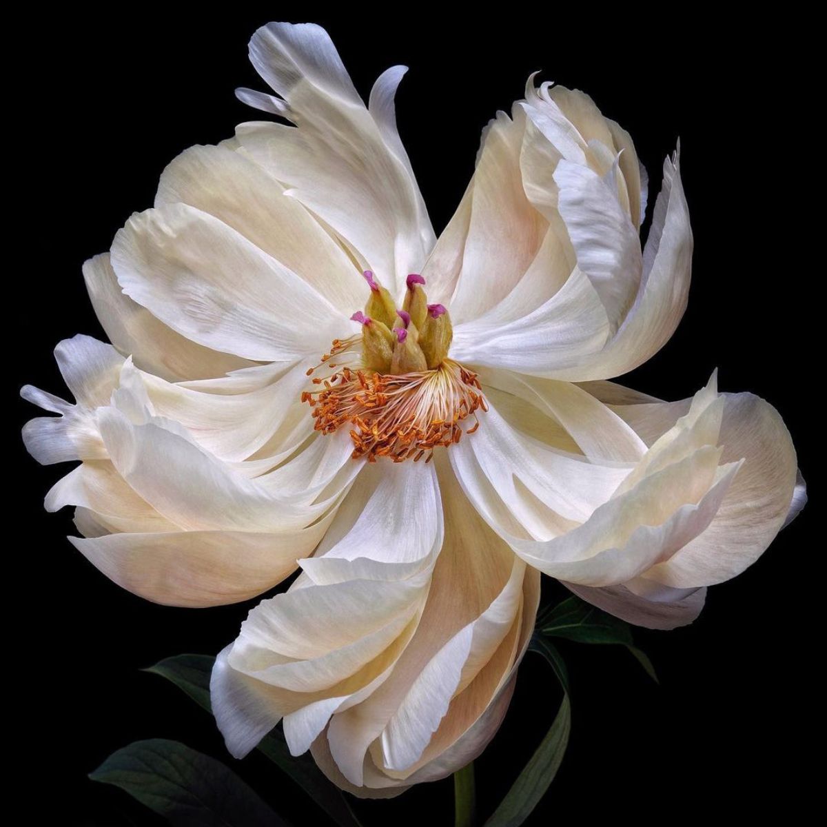 Demi Shapiro shoots white blooms