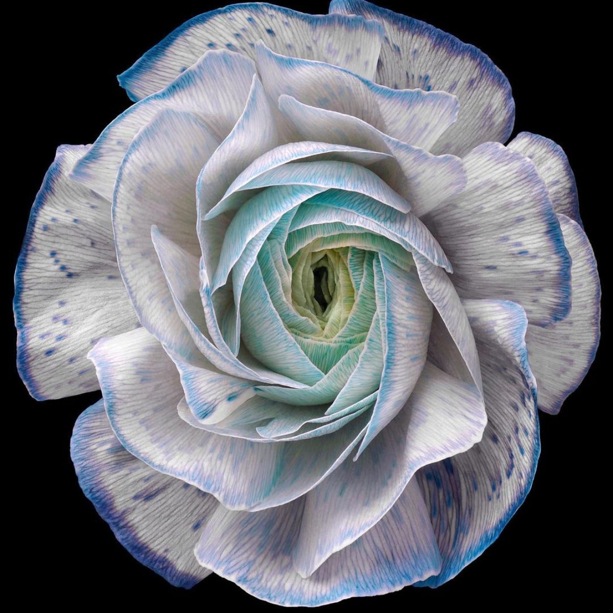 The Latest Debi Shapiro News Thursd