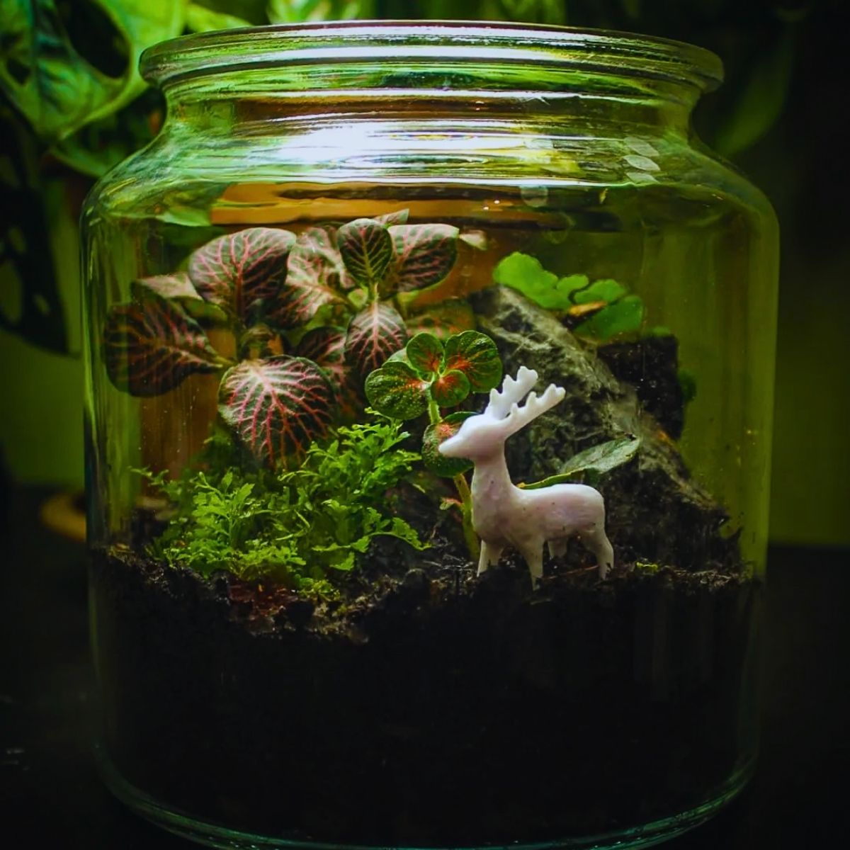 Nerve Plant in a glass jar terrarium