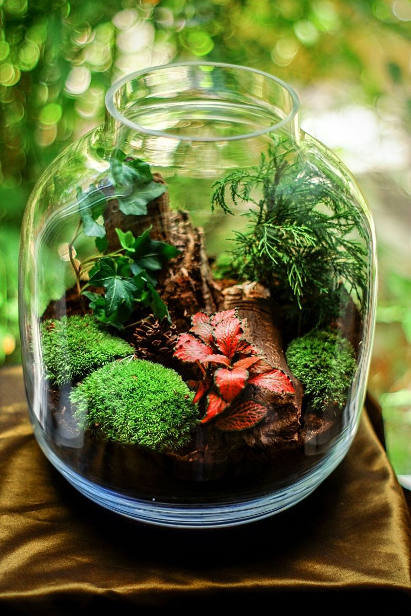 Colored plants in a Closed Terrarium