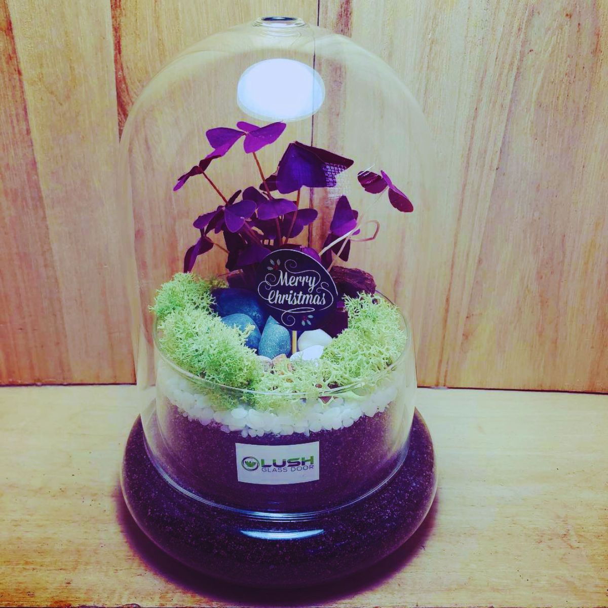 Christmas-themed closed terrarium with purple oxalis plants