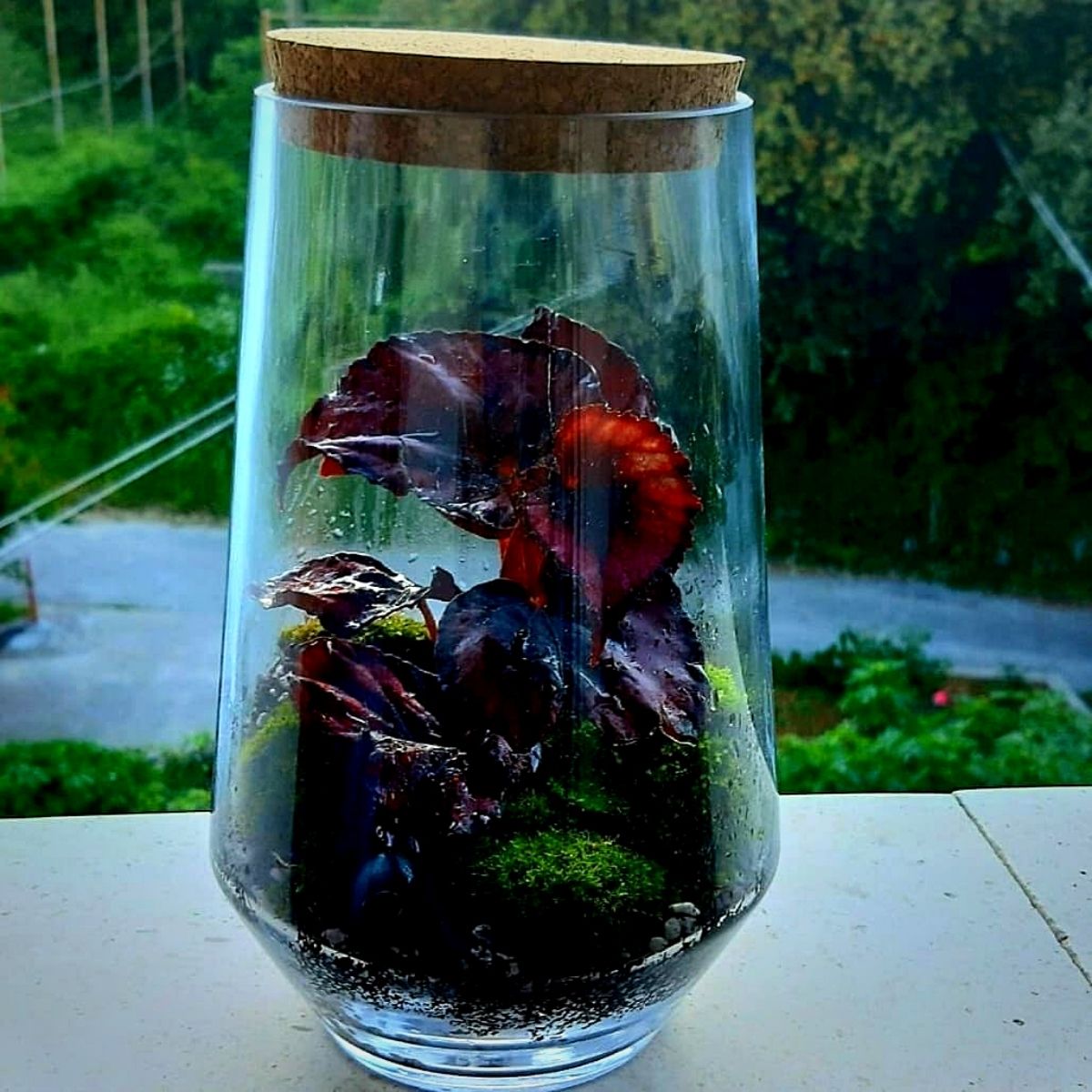 Miniature begonia in glass terrarium