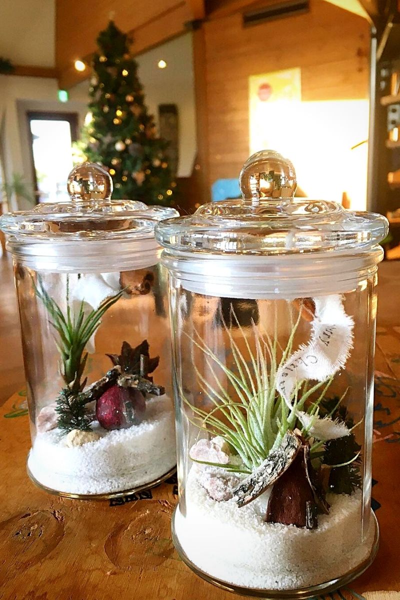 Air plants inside closed terrariums