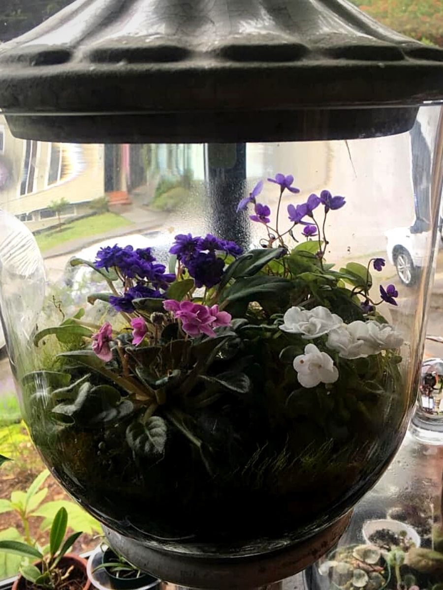 Miniature African violets in a closed terrarium.