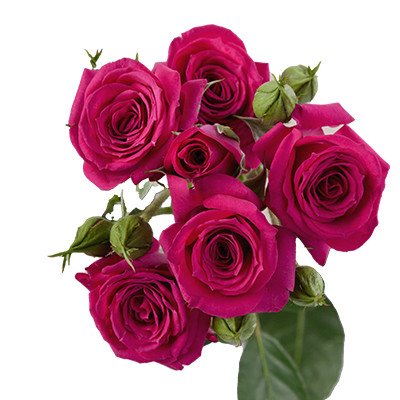 Star Roses