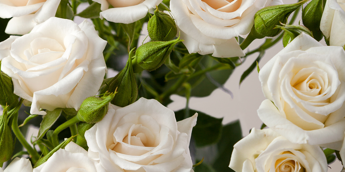Spray Rose White Majolika cut flower on Thursd header
