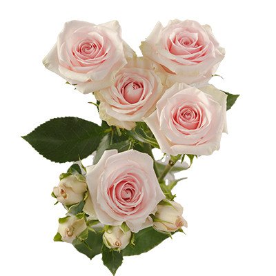 Star Roses