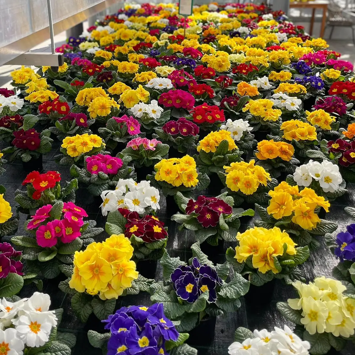 Rothers Blumen Paradies florist on Thursd feature