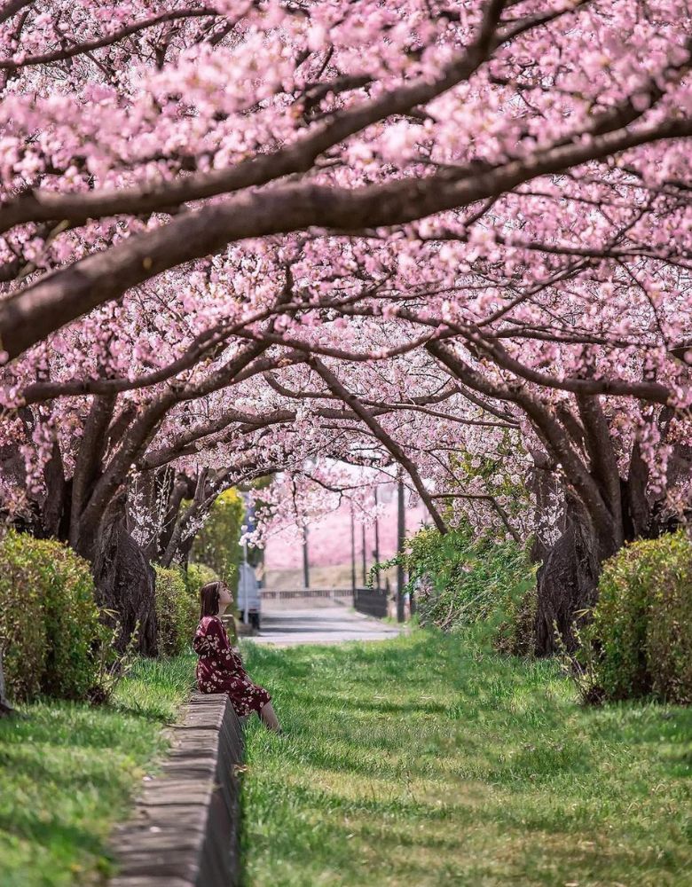 Cherry Blossom Tree at Mount Yoshino Nara
