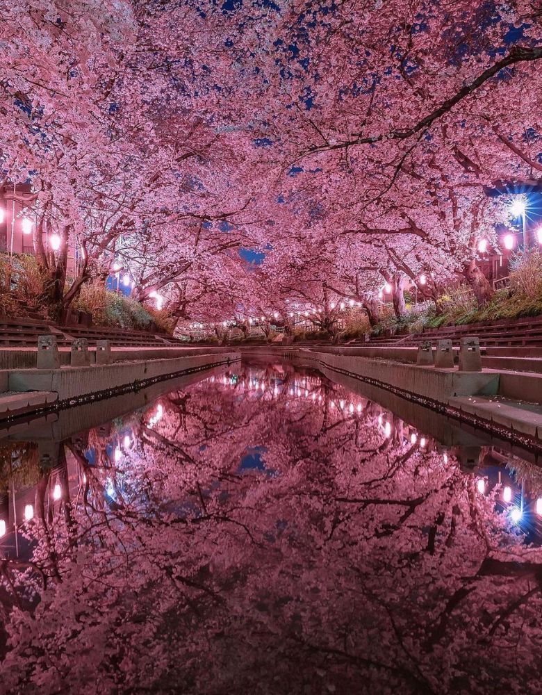 Cherry Blossom Tree Takato Castle Park Nagano