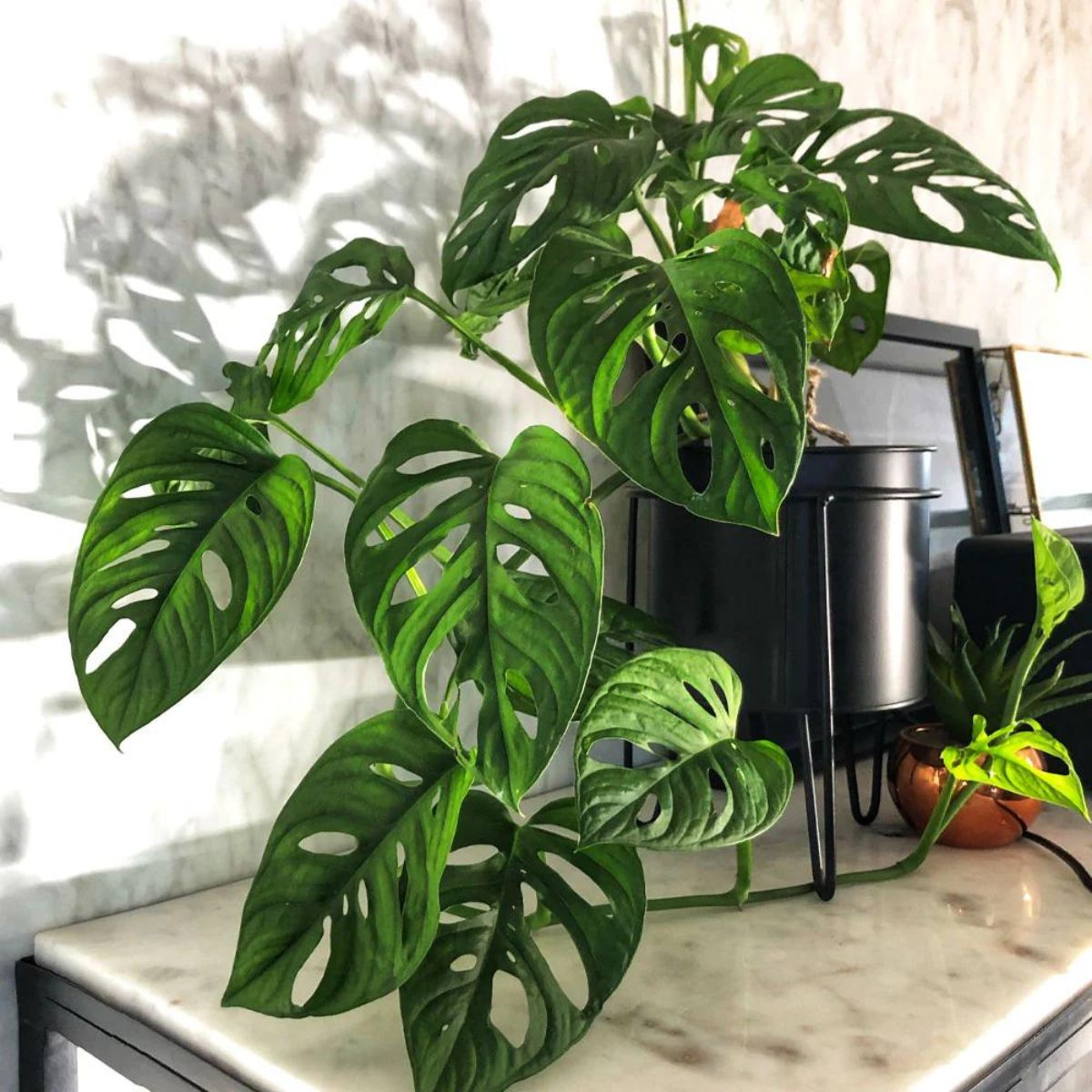 Monstera Adansoni one of the best Mothers day plants to give embed