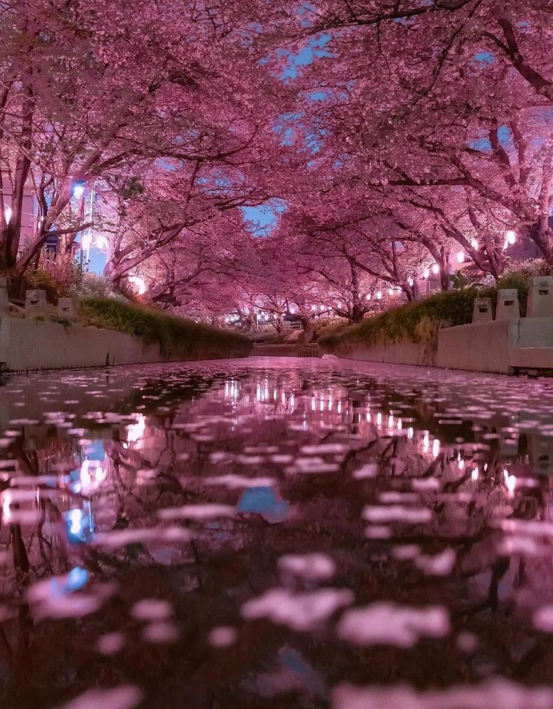 Mitsuike Park Yokohama and Cherry Blossom Trees to Visit