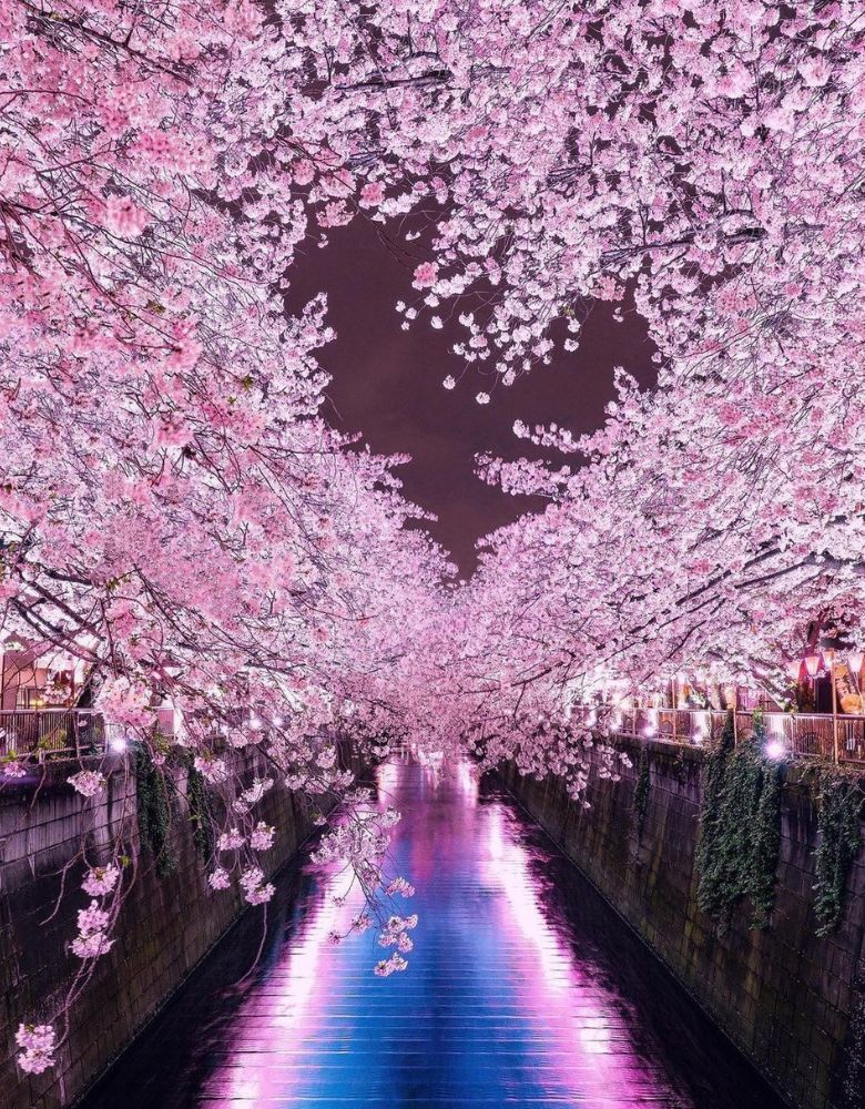Cherry Blossoms Tree Expo 70 Commemorative Park Osaka