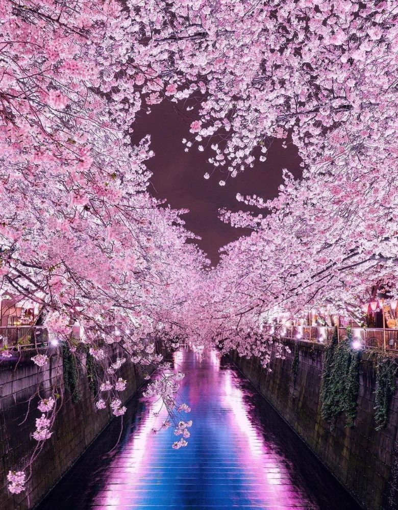 Cherry Blossoms (Sakura) in Japan