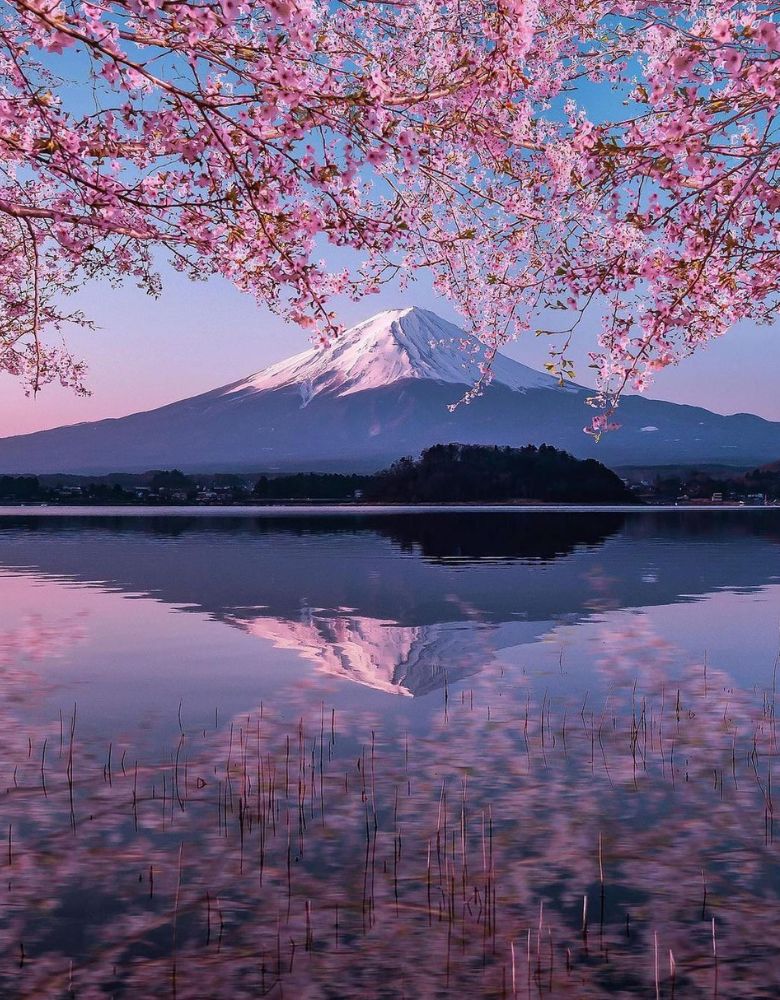 Cherry Blossoms Trees Philosopher's Path Kyoto