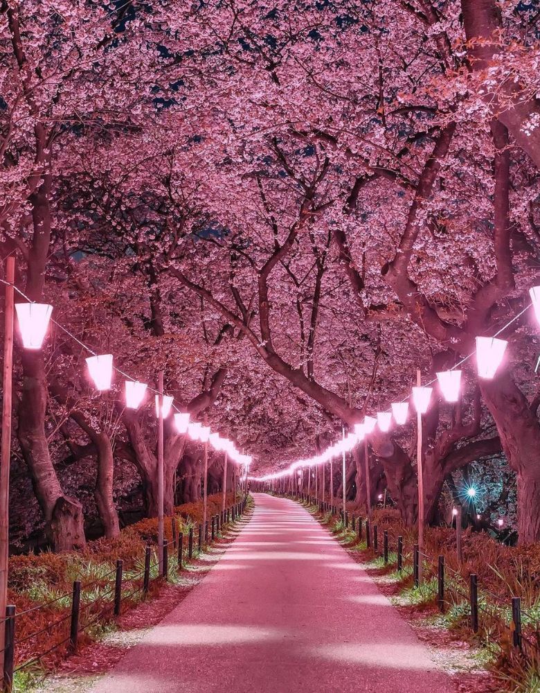 Cherry Blossom Tree Shinjuku Gyoen Tokyo 