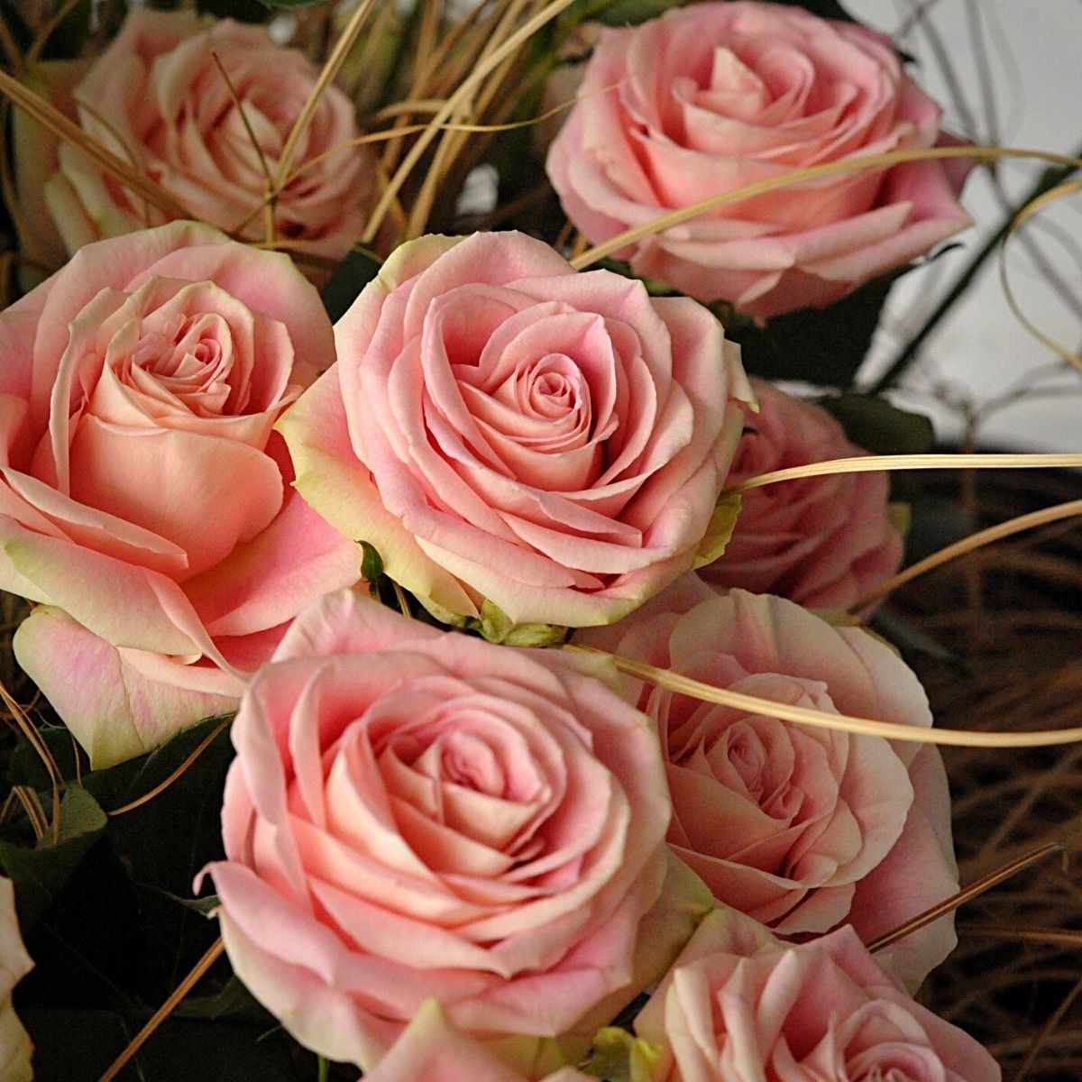 Rose Candy Horizon by florist Nicu Bocancea