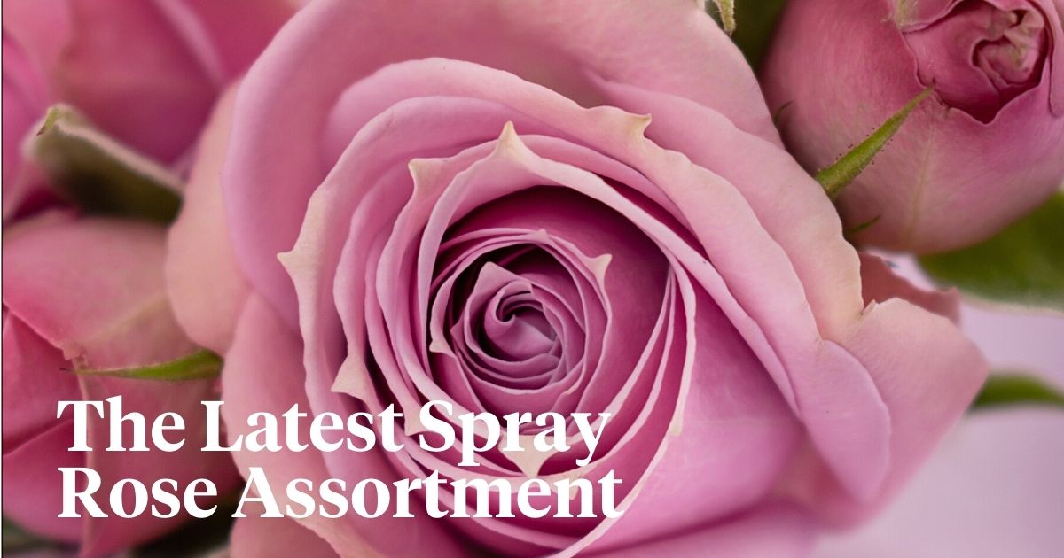 Rosaprimas latest spray rose assortment header