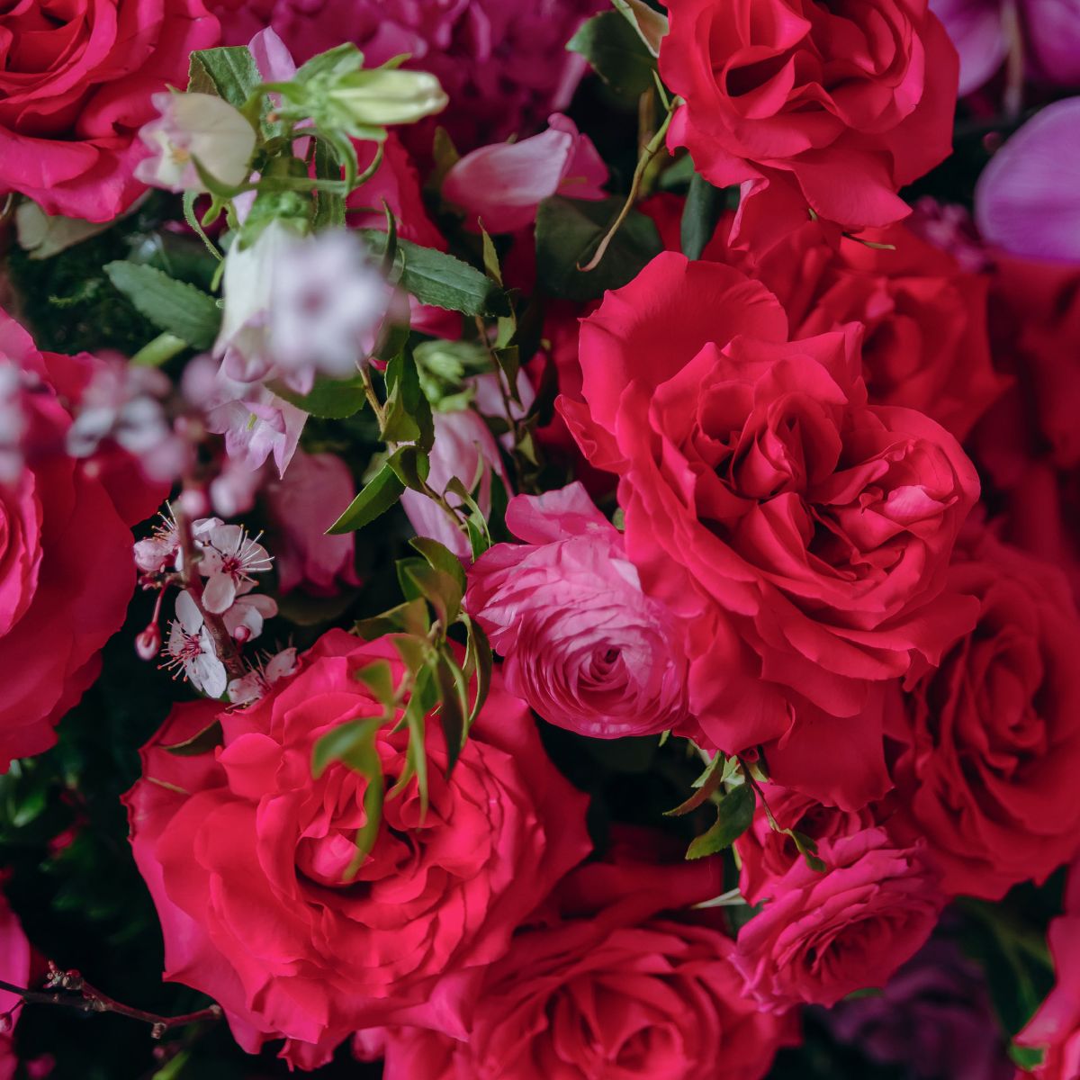 Rosaprima red spray roses