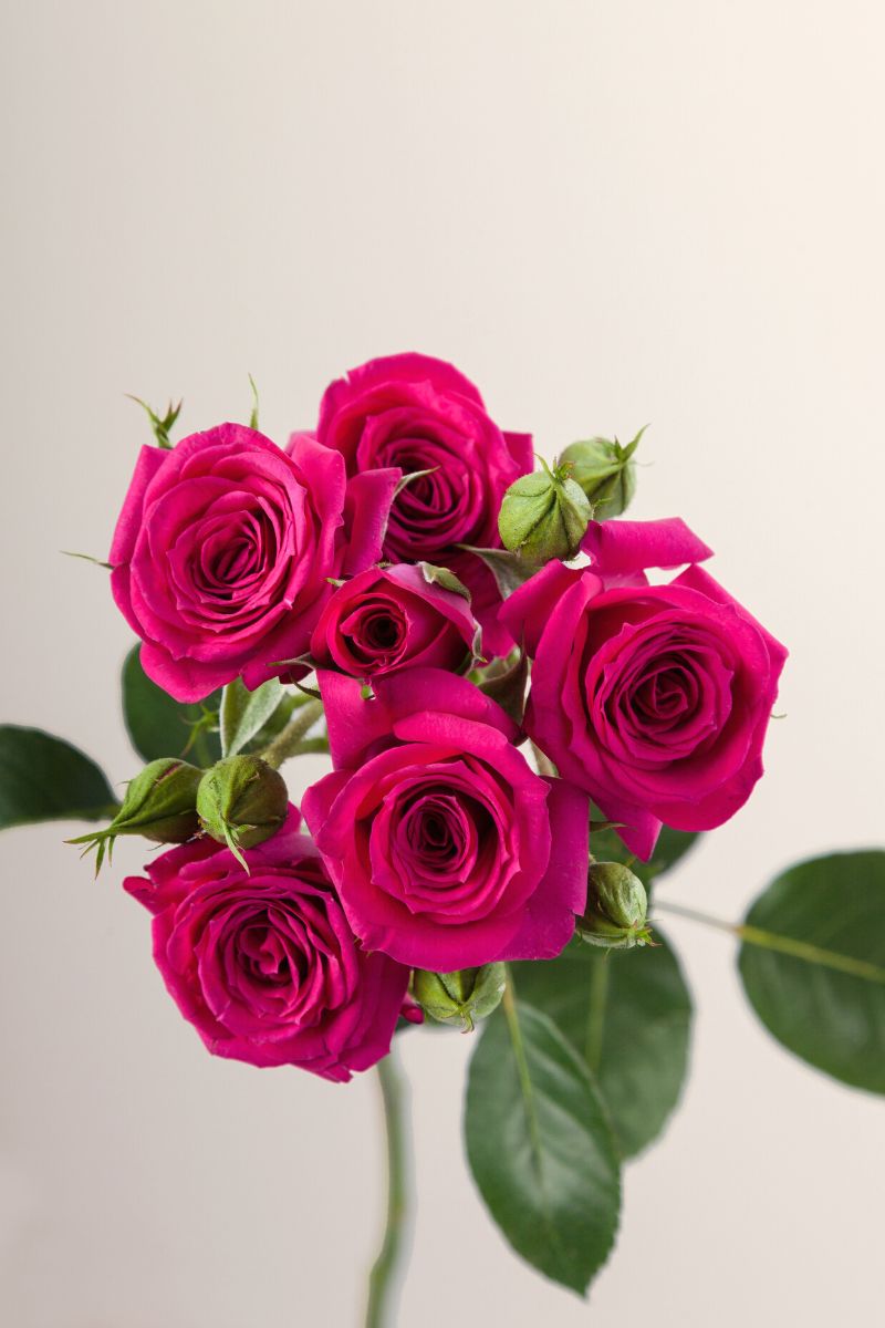 Rosaprima Launches 11 New Spray Roses - Article onThursd