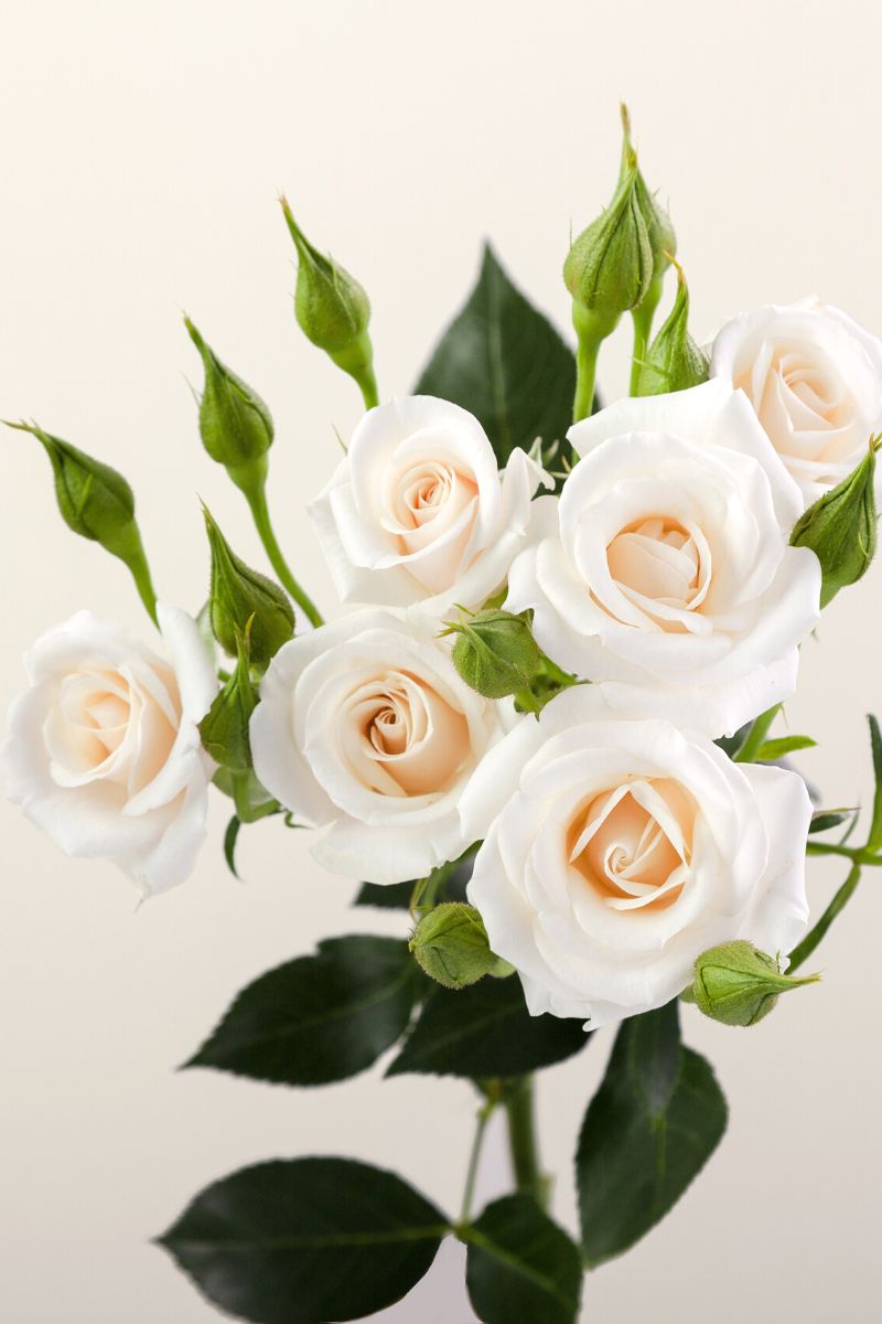 Rosaprimas spray rose white majolika