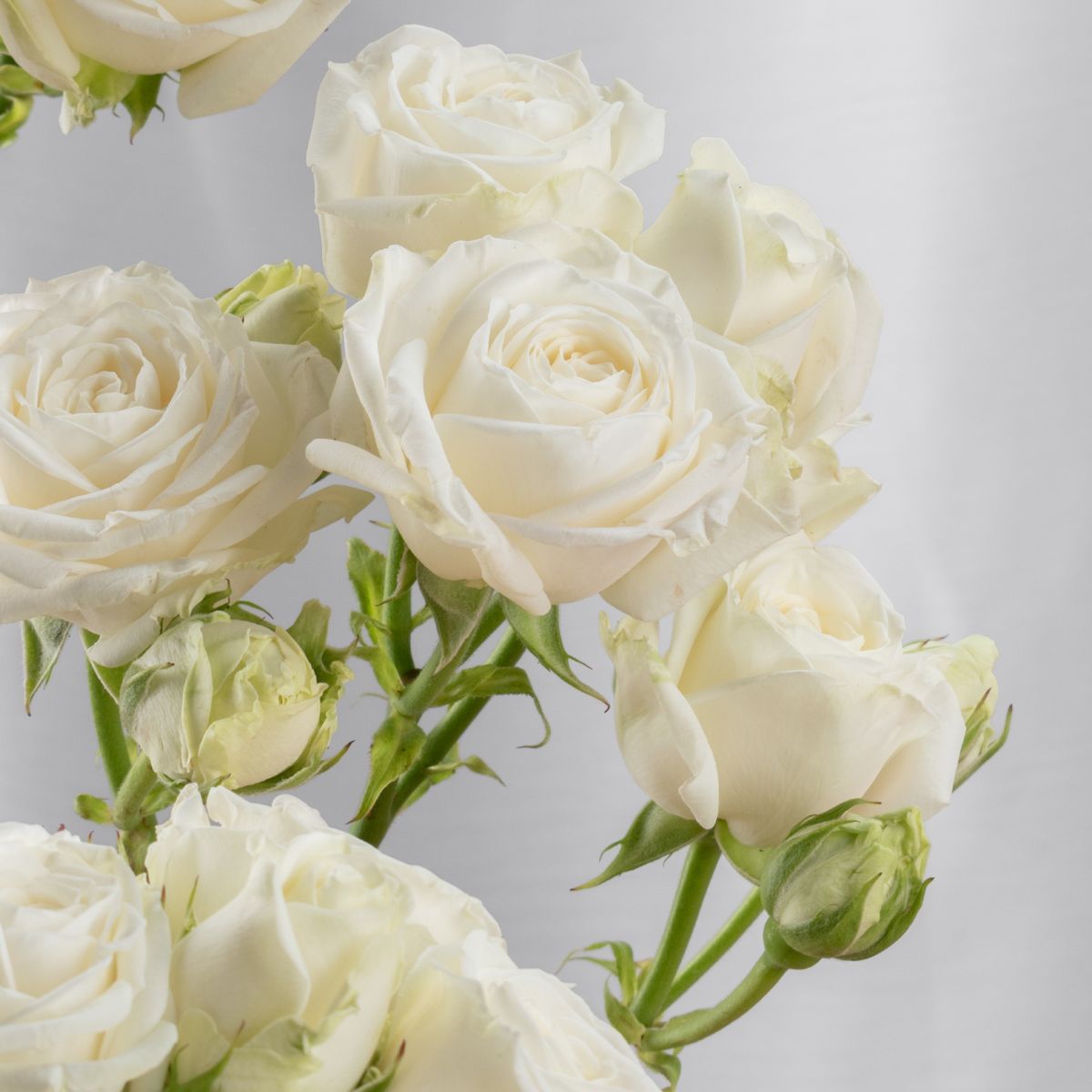 Spray roses are among florists favorites