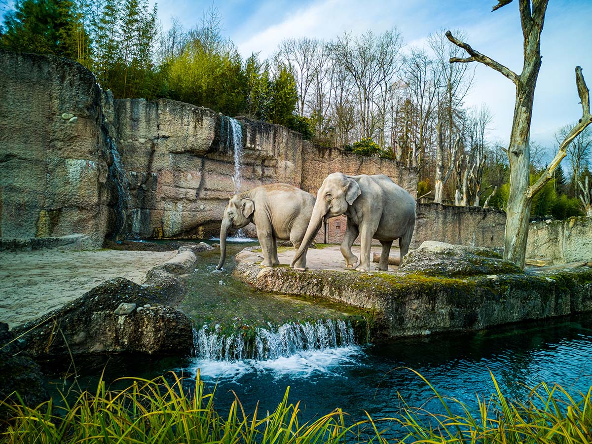 National Zoo Lovers Day elephants