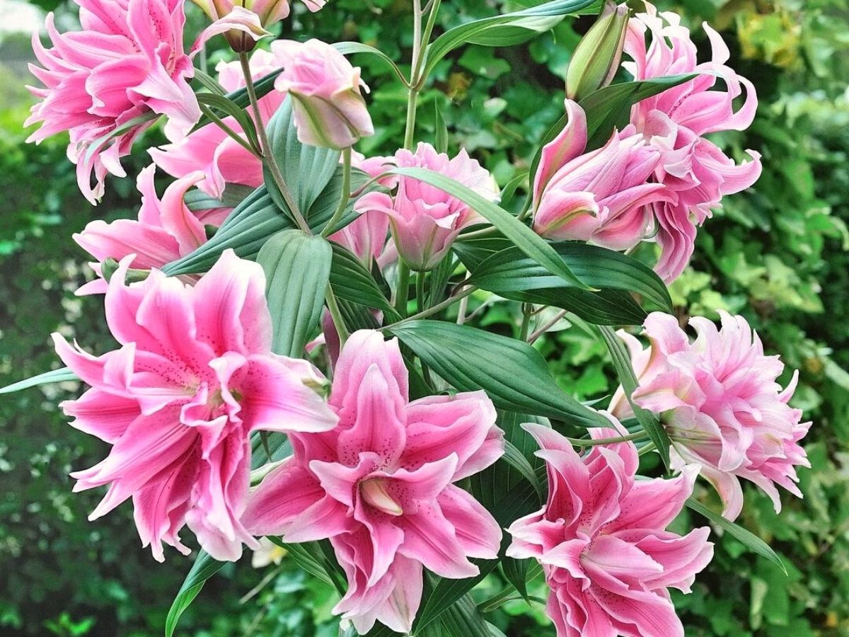 Colorful pink roselilies