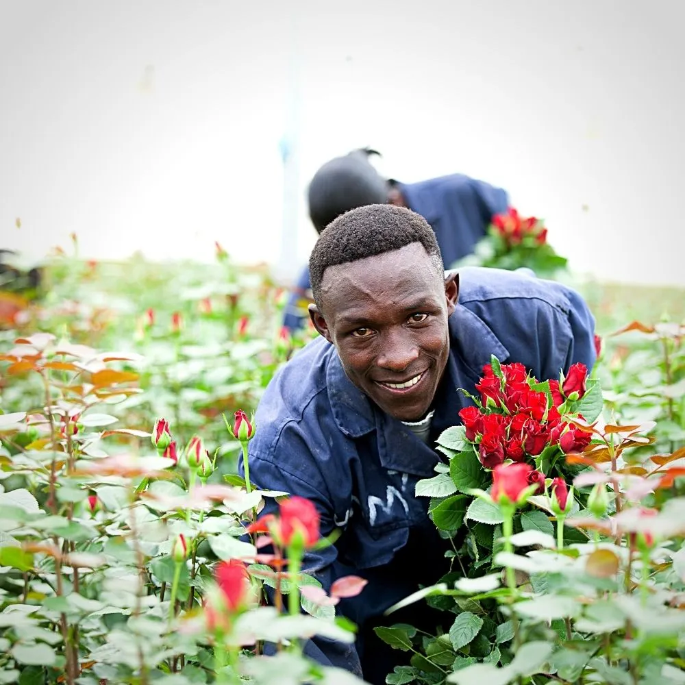 kenyas-sian-flowers-sustainability-drives-floriculture-profitability-featured